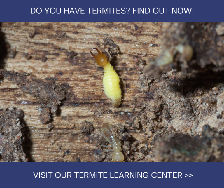 Bream Bay Motel Termite Exterminator