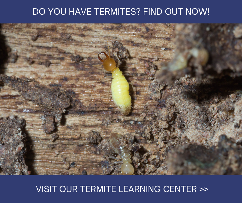 Bream Bay Motel Termite Exterminator